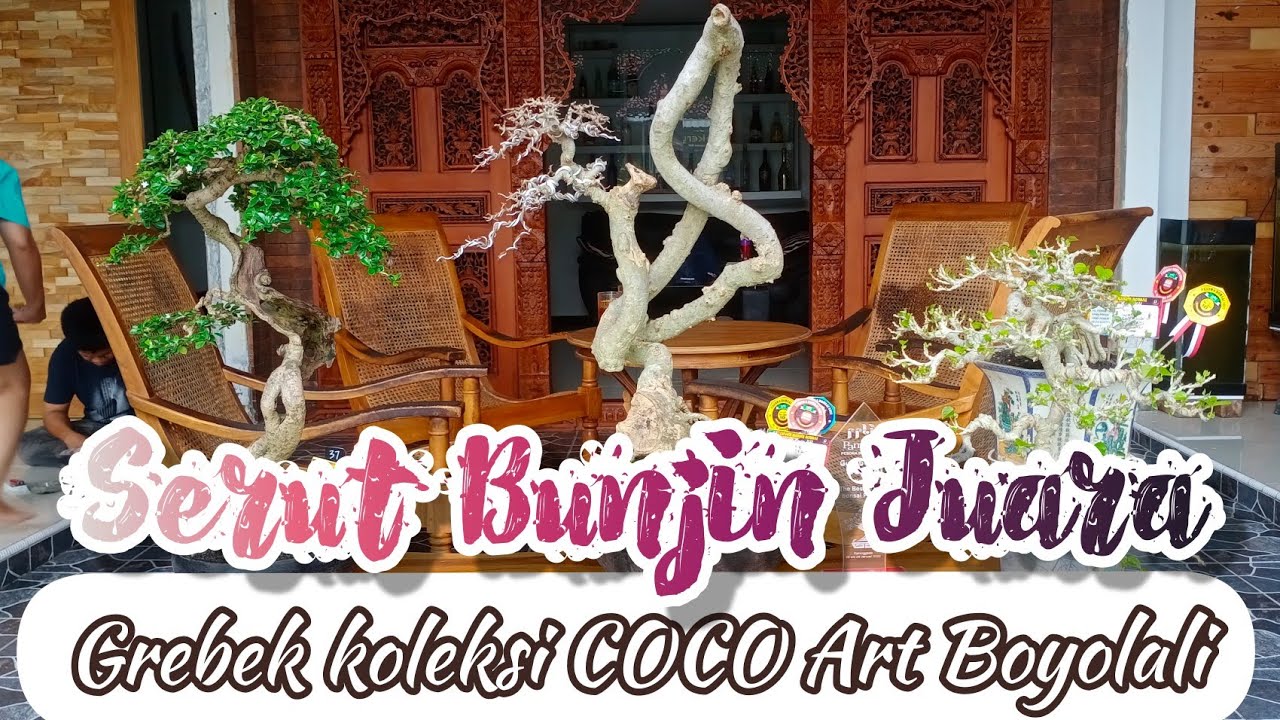 Serut Bergaya Bunjin Juara Pamlok_ Grebek Koleksi Coco Art Boyolali || Filosofi Bonsai