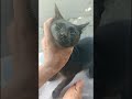 kucing warna hitam lucu banget 😃 #cat #funny #catlovers #animals #matalentera
