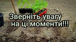 Важливі нюанси посадки томатів, які суттєво збільшать врожай помідорів