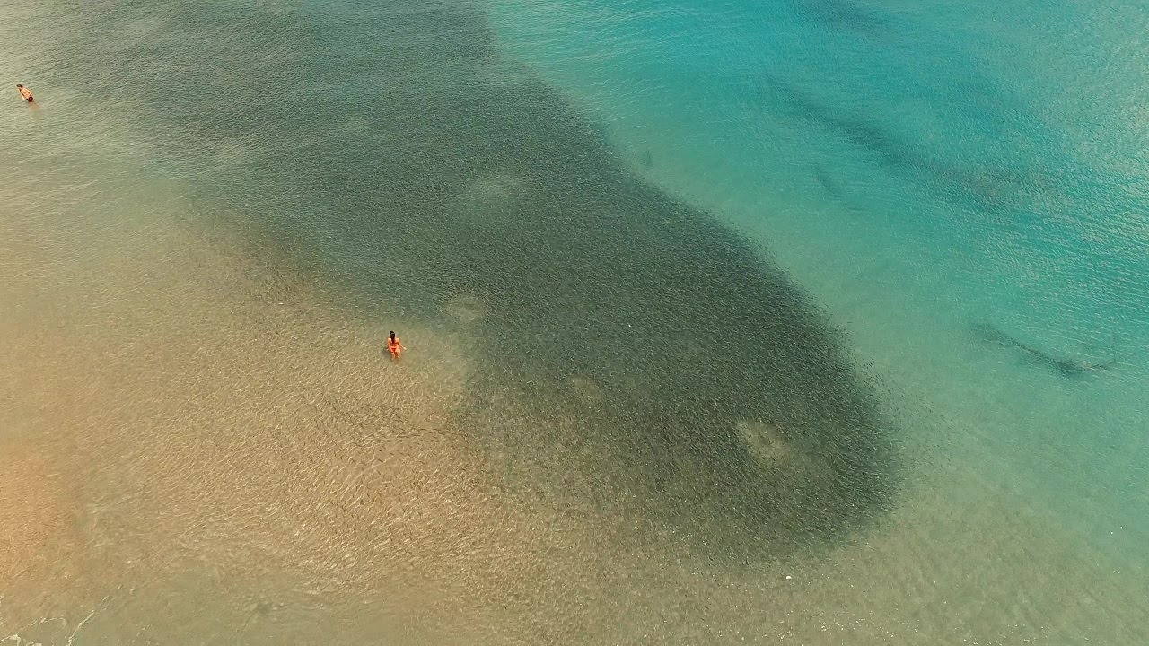 Mullet Run 2020 Juno Beach  (Drone) HD