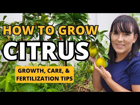 Video: Creșterea unui pom de grapefruit: Cum să aveți grijă de pomii de grapefruit