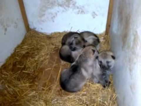 Puiutii De Lup Cehoslovac La 16 12 2013 Wolfdog Pups Youtube