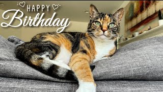 watch this cat grow from 10 days to 6 years old by Jennifer Morales - Feline Films 2,275 views 5 days ago 2 minutes, 13 seconds