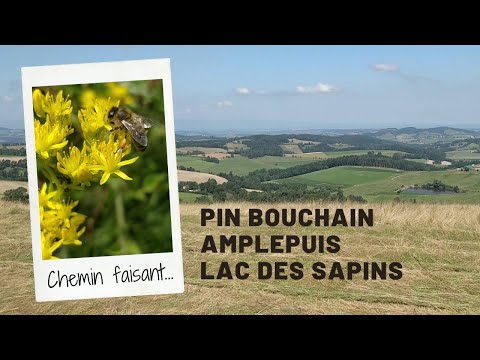 Chemin faisant…  Le Pin Bouchain, Amplepuis, le Lac Des Sapins, Les Sauvages