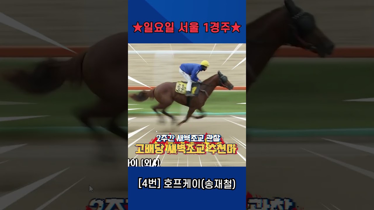 5월31일 일요일 서울 1경주!!(신마경주) 2주간 훈련보인 강백호의 새벽조교 쏘스마!