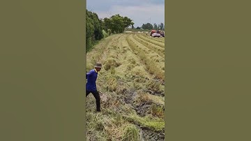 Cảnh bắt chuột cống nhum khủng...