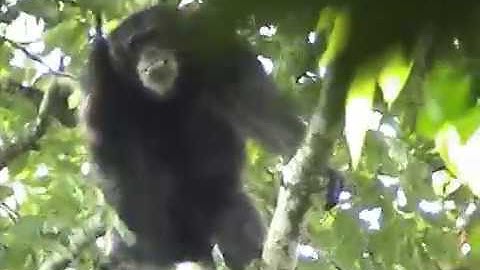 Bili apes: First contact with Gangu chimpanzees, April 2005