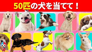 【全50問の犬クイズ】35問以上正解でキミは犬博士だ！ screenshot 2