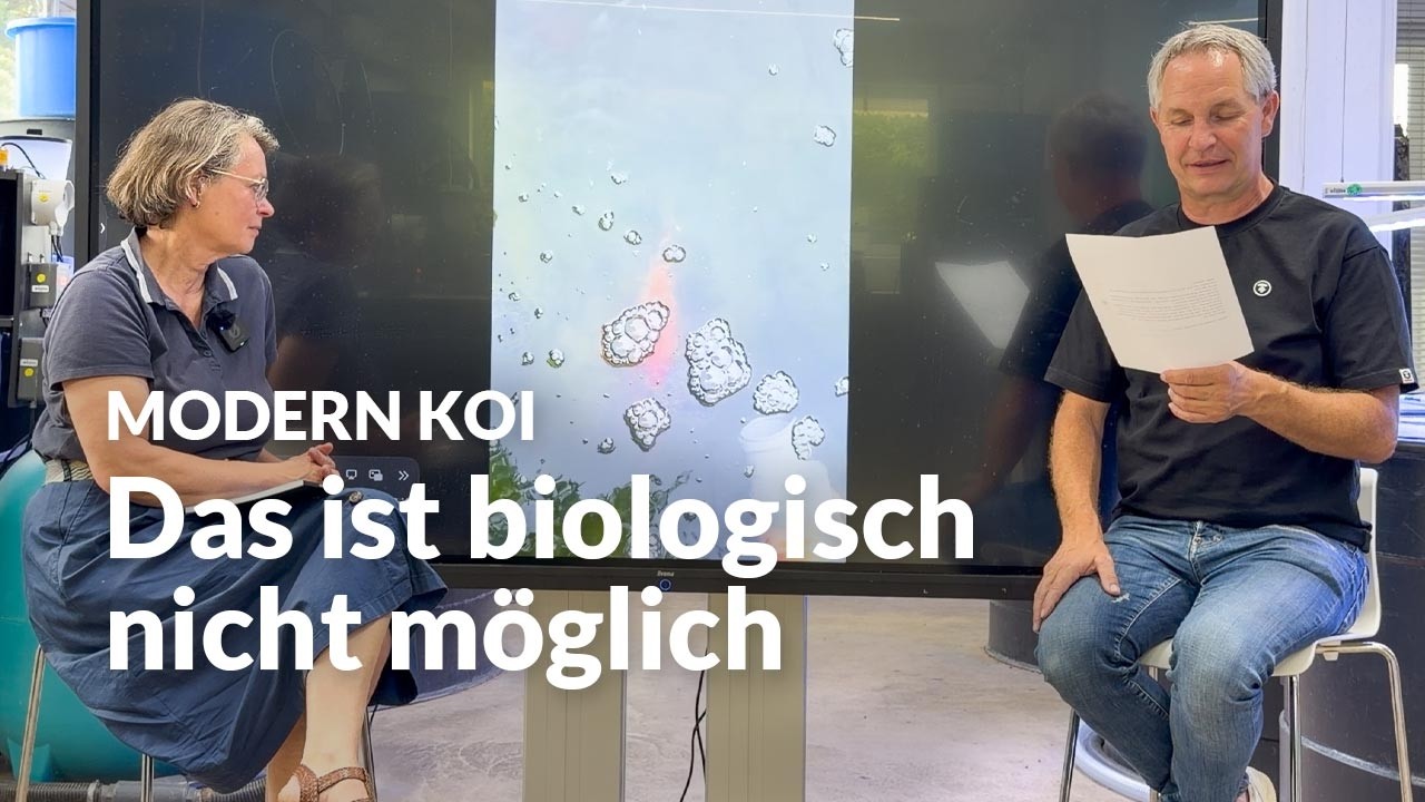 Kann ein Koi sein Darm-Mikrobiom verlieren ? | Modern Koi Blog #8170