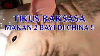 TIKUS RAKSASA GEGERKAN WARGA SETELAH 'TIKUS RAKSASA MAKAN 2 BAYI WARGA' DI CHINA !!