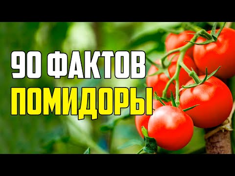 90 ИНТЕРЕСНЫХ ФАКТОВ О ПОМИДОРАХ
