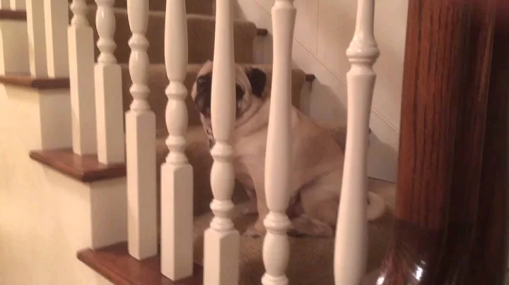 Monty the pug refuses to go to bed