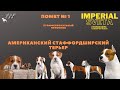 Щенки питомника Imperial Sveta - Американский стаффордширский терьер, помет № 1 (А)