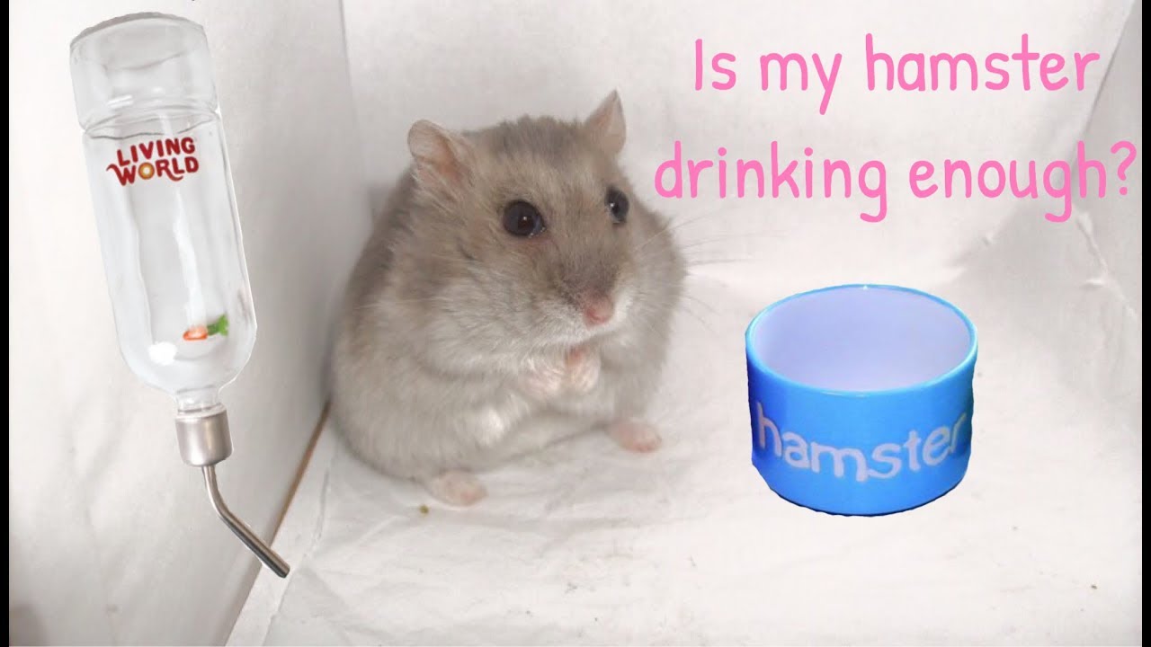 Is Your Hamster Drinking Enough? / How To Check If Your Hamster Is Dehydrated