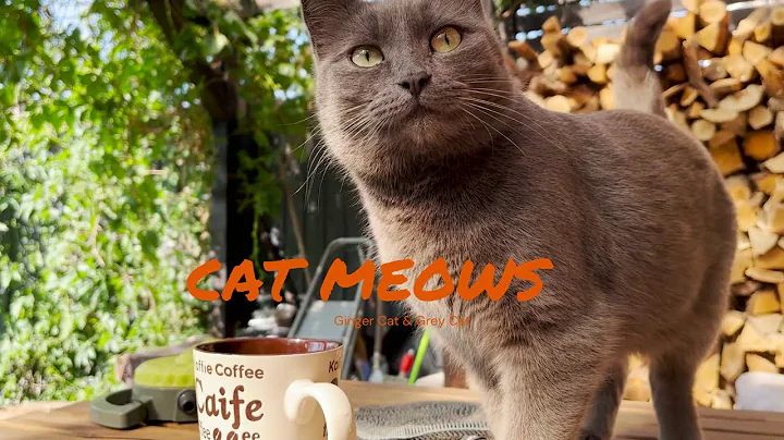 Video 2712471: russian blue cat meowing, russian blue female cat, cats catmeow, gray cat, cat walk