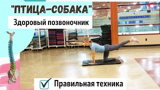 Упражнение &quot;Птица-Собака&quot; - Правильная техника/Серия &quot;Здоровый позвоночник&quot;