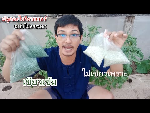 ตัวช่วยพืชงาม สอนเพาะไตรโคเดอร์ม่าฉบับFarming Thailand