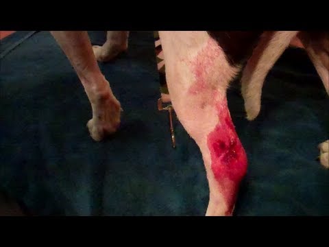 stop dog bleeding stop dog bleeding