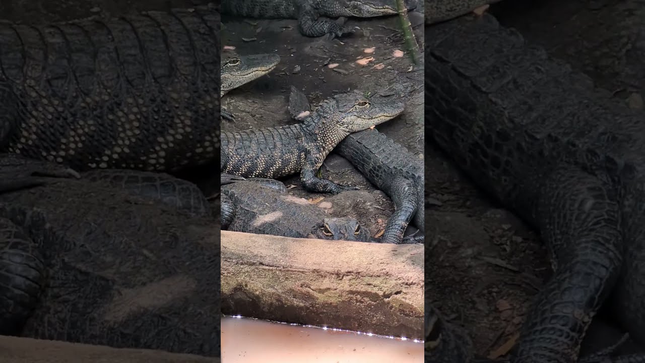 croc encounters #florida #crocodile