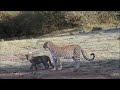 Jeux de Kaboso la léoparde  avec son petit