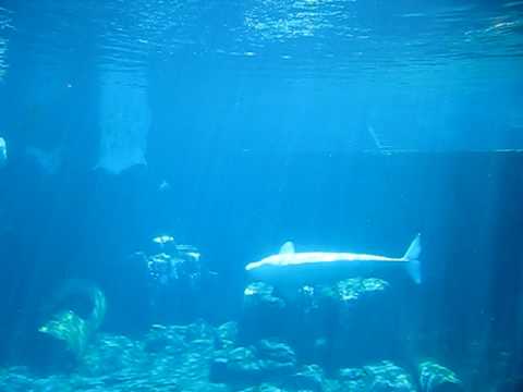 Beluga Whales at Sea World, San Diego Zoo - YouTube