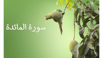 سورة المائدة بصوت  عذب للقارئ {مشاري العفاسي} (Soothing relaxation - calm your heart)