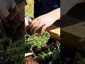 impara con me tutti gli step fondamentali per la preparazione dell'#orto! link in descrizione #corso