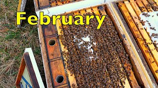 February Beekeeping at Blue Ridge Honey Co.