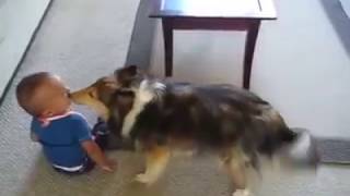 كلب يلعب مع طفل صغير
