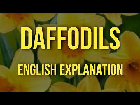 Video: Daffodils Brenda Dhe Përreth Nesh