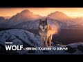 Wolf — Hunting Together to Survive | Wild Pulse@Wildpulse-z3l