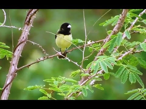 O pássaro Papa-capim cantando solto na natureza