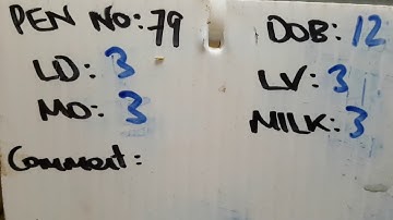 How to Record Lambing Difficulty