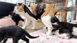 おっぱい立ち飲みする子だぁれだ子猫8匹をママ猫3匹ひっちゃかめっちゃかな1日【ポノfam物語#30】A day in the life of 8 kittens and 3 mama cats.