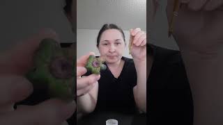 видео: Мои новинки  Укоренение суккулентов  хавортий мой опыт картинка: Мои новинки  Укоренение суккулентов  хавортий мой опыт