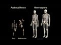 Origins of Genus Homo: What Who When Where?; Early Body Form; Life History Patterns