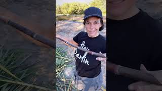 Tips To Grow Your Own Sugarcane