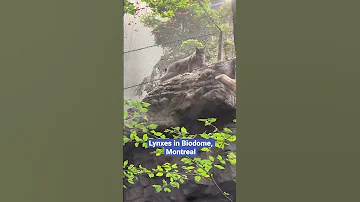 Watch Until The Paw Moment So Grateful I Got To Witness This Tender Wild Nature Moment 