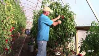 After 2 years of growth, the bell peppers have produced enough. i
planted these in early 2012 and they made a ton over year period. to
get t...