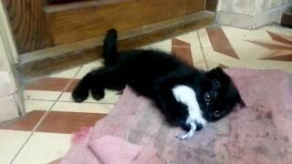 Котенок шотландский вислоухий поймал мышку.Шипит и фырчит! Опасная зверюга!! Котенок шотландский вислоухий поймал мышку.Шипит и фырчит! Опасная зверюга!!