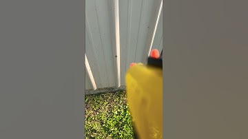 The Best Way to Kill Flies!! Salt Gun . #shorts #amazon #amazonfinds #funny