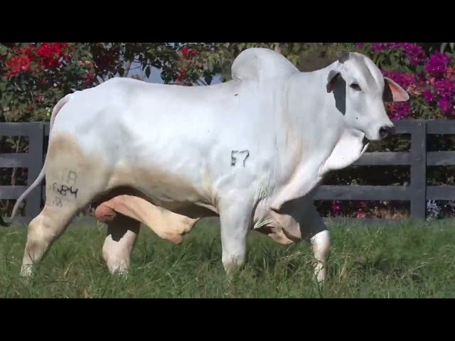 Lote 49