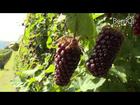 Video: Seperti apa rasanya selai boysenberry?