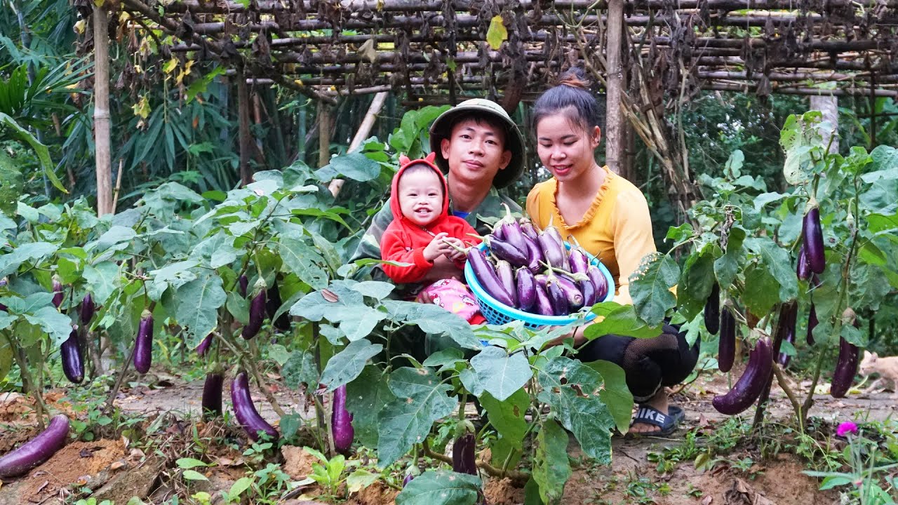 Harvesting a lot of eggplant go to market sell - Daily life my family farm - Building my farm