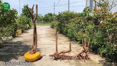 Hoa sim rừng dáng phu thê.Hoa bạn và tôi