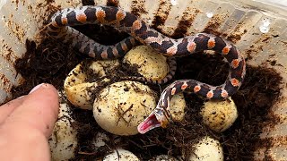THE SNAKE HAS JUST HATCHED, AND ALREADY ATTACKS / Frogs hunt crickets