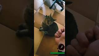 Видос Официально Мой #Tiktok #Babaika #Shortsvideo #Left4Dead2Funnymoments #Left4Dead2 #Cat #Hanter