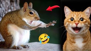 New Animals videos 😂 Funniest Cats and Dogs 🐱🐶 New funny videos
