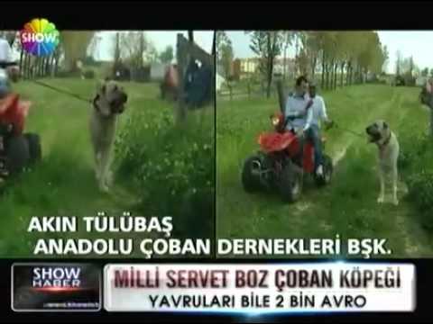 Video: İzlanda Çoban Köpeği Irk Hipoalerjenik, Sağlık Ve Ömrü