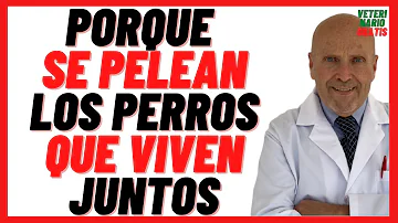 ¿Por qué se pelean los perros en una misma casa?